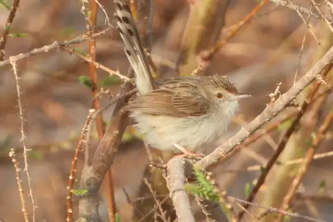 Graceful Prinia