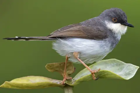 Grey-breasted Prinia