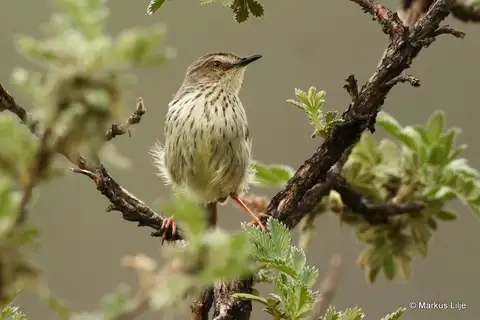 Drakensberg Prinia