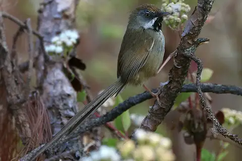 Rufous-crowned Prinia