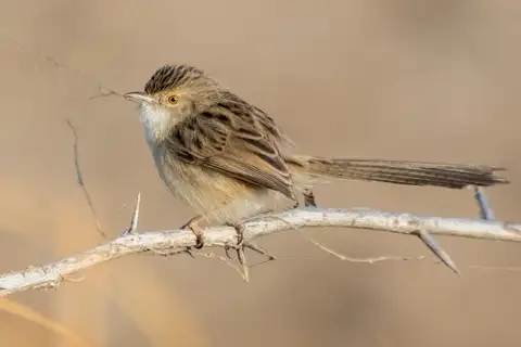 Delicate Prinia