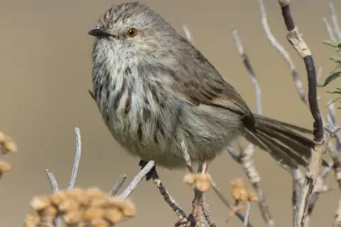 Karoo Prinia