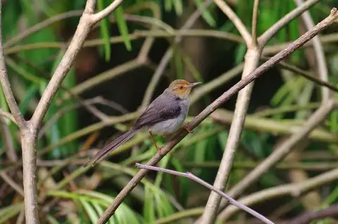 Sao Tome Prinia