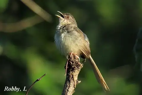 Brown Prinia