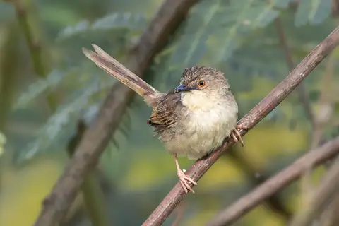 Annam Prinia