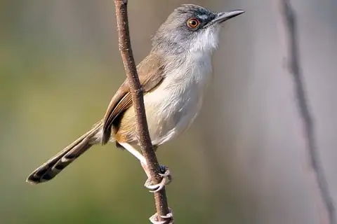 Rufescent Prinia
