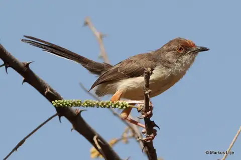 Red-fronted Prinia