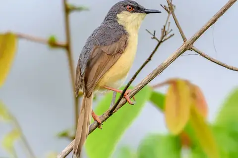 Ashy Prinia