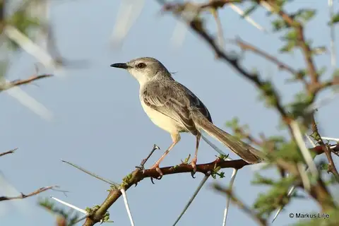 Pale Prinia