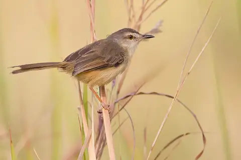 Tawny-flanked Prinia