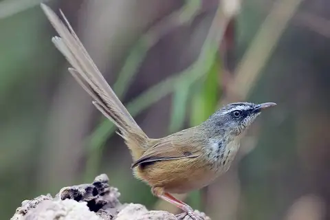 Hill Prinia
