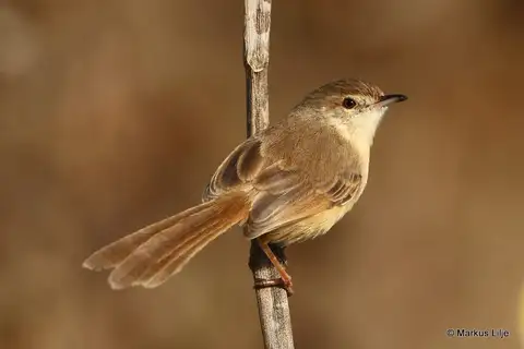 Jungle Prinia