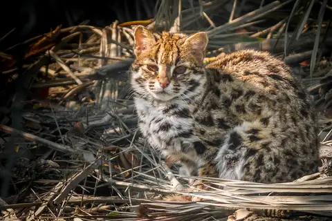 Mainland Leopard Cat