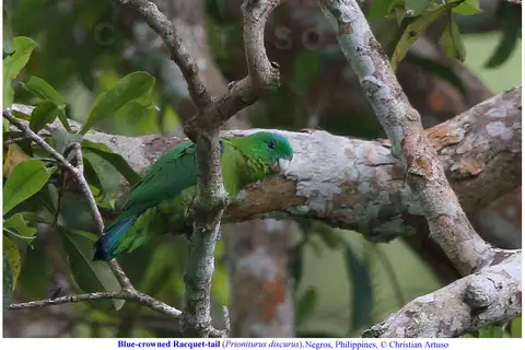Blue-crowned Racket-tail