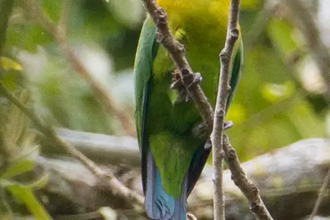 Yellow-breasted Racket-tail