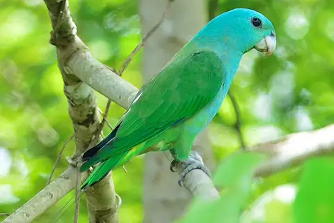 Blue-headed Racket-tail