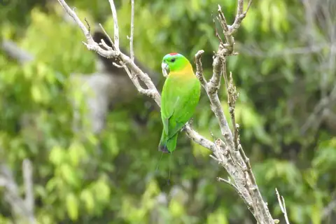 Golden-mantled Racket-tail