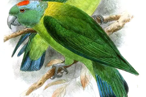 Blue-winged Racket-tail
