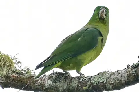 Mindanao Racket-tail