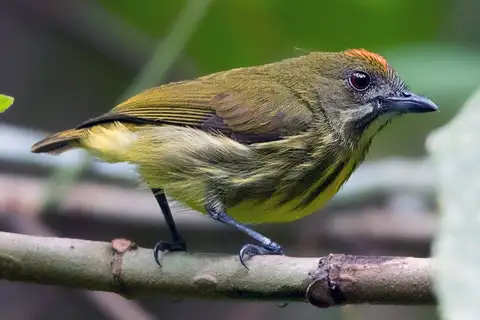 Yellow-breasted Flowerpecker