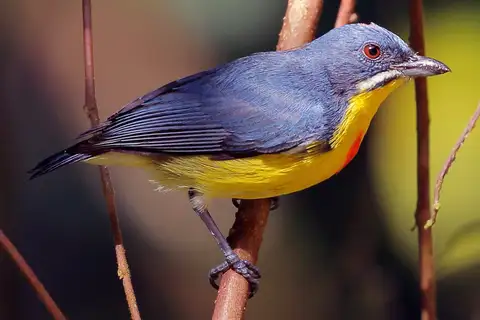 Crimson-breasted Flowerpecker