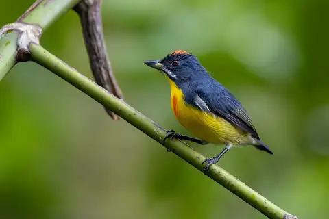 Palawan Flowerpecker