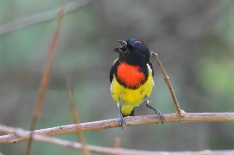 Scarlet-breasted Flowerpecker