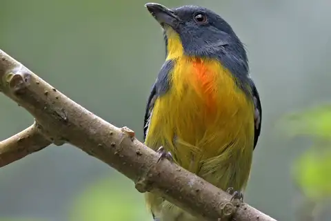 Yellow-rumped Flowerpecker