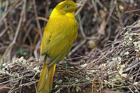 Golden Bowerbird