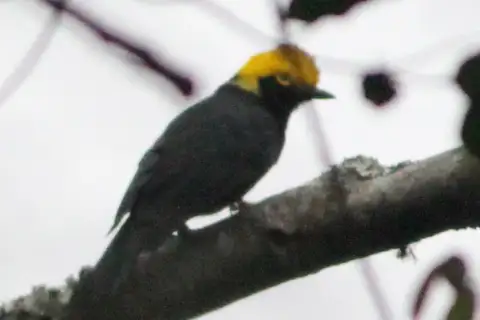 Yellow-crested Helmetshrike
