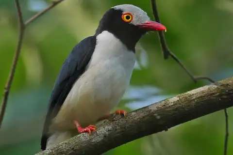Red-billed Helmetshrike