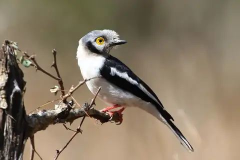 White-crested Helmetshrike