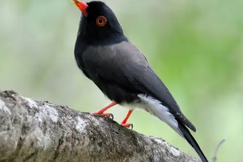 Retz's Helmetshrike