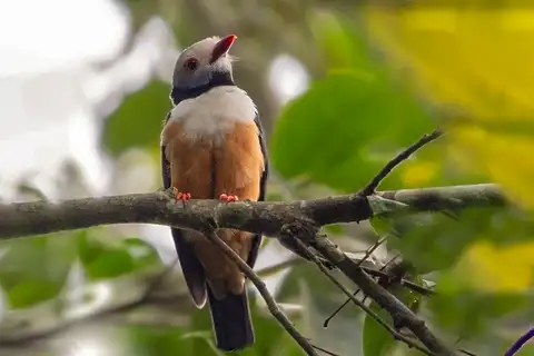 Rufous-bellied Helmetshrike