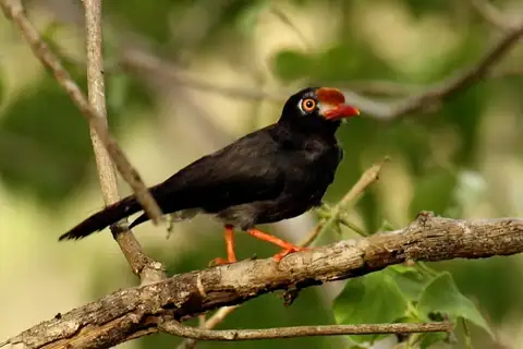 Chestnut-fronted Helmetshrike