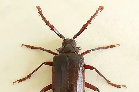 California Root Borer