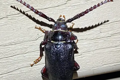 Broad-necked Root Borer