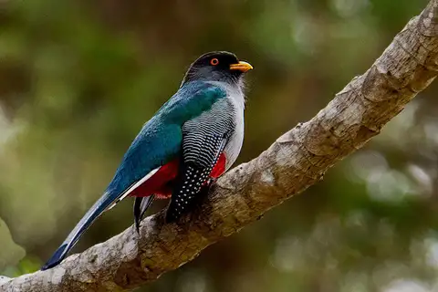 Hispaniolan Trogon
