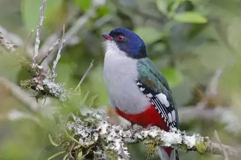 Cuban Trogon