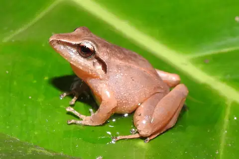 Cachabi Robber Frog