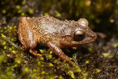 Pristimantis aureoventris