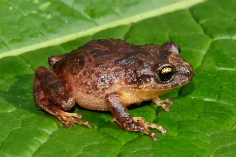 Bogota Robber Frog