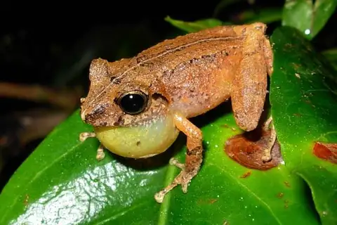 Boulenger's robber frog