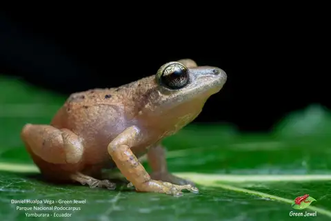 Cajamarca Rainfrog