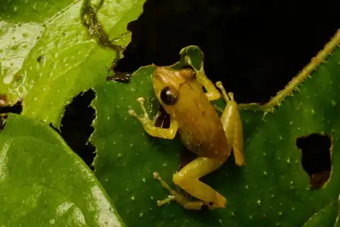 Spurred Rainfrog