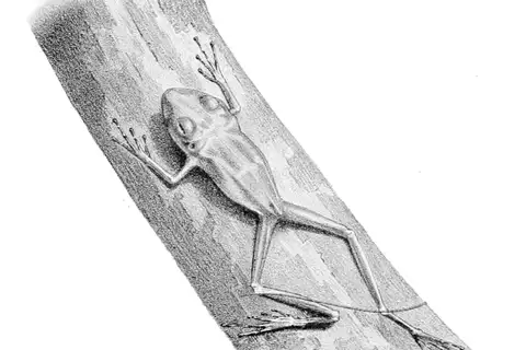 Clay-colored Rain Frog