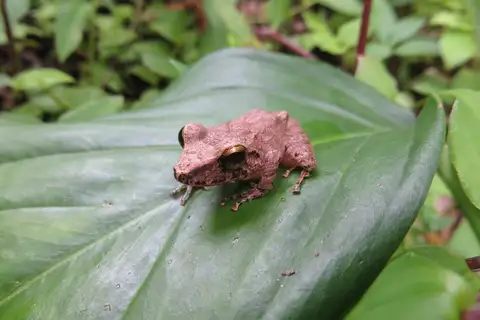 Charlotteville Robber Frog