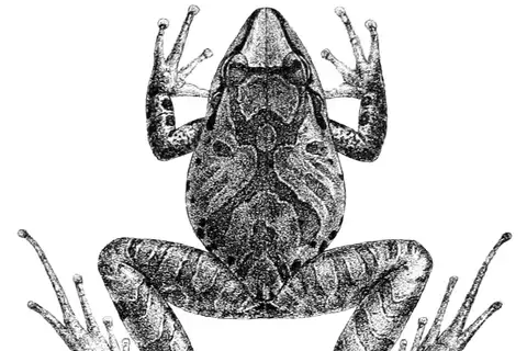 Chirping Robber Frog
