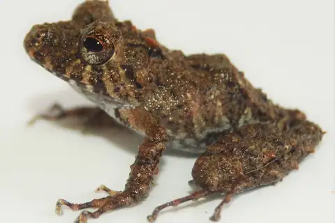 Spring Rainfrog