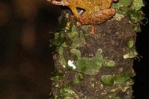 Pristimantis crepitaculus